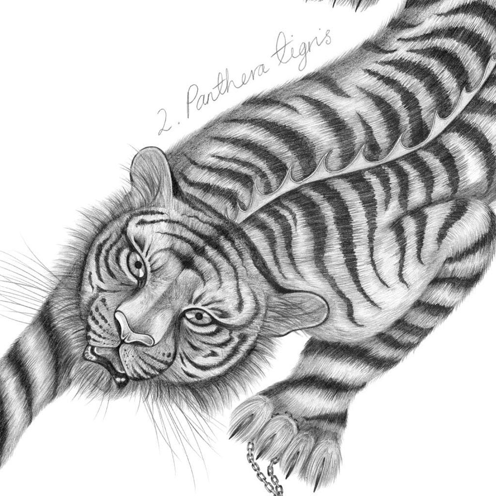 Panthera Tigris Mini Print - White Frame