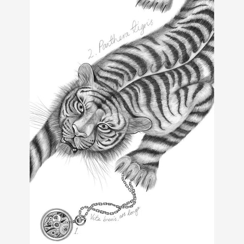 Panthera Tigris Large Print